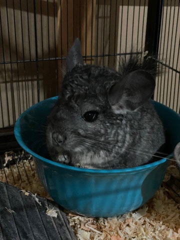 Standard Chinchilla – Female Chinchilla