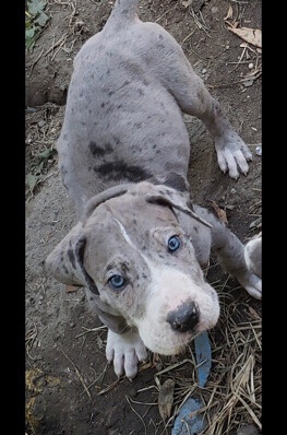 Great Dane – Great Dane pups