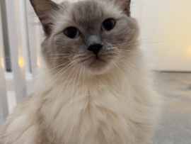 Ragdoll – ragdoll girl / send offers – London