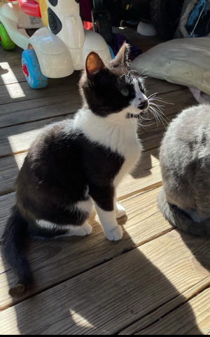 Bicolor Cat