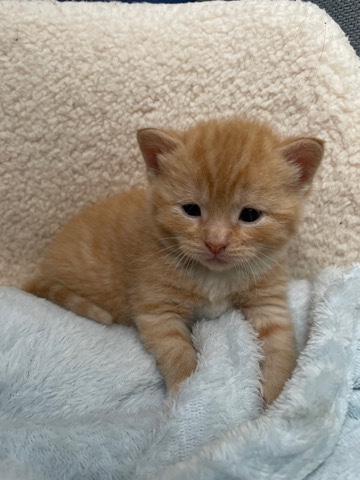 British Semi-longhair – Light Ginger Cat. 1 month old. Very Cute and Playf