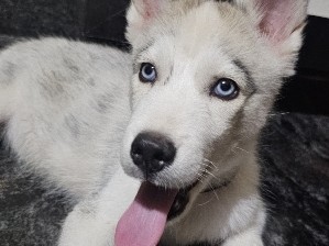 Siberian Husky - Siberian husky  available for adoption in Soladevanahalli