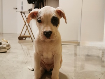 Image of American Bulldog