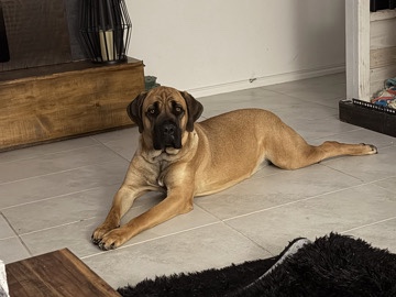 Cane Corso – Cane Corso – McKinney