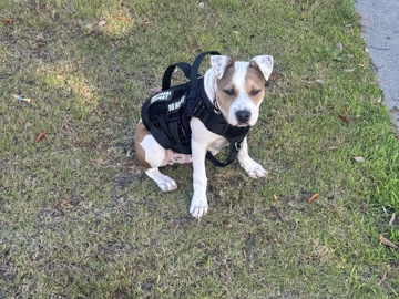 American Pit Bull Terrier – American Bully – Norfolk