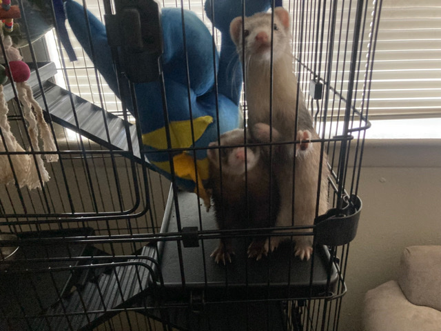 ferret – Ferrets Need New Home