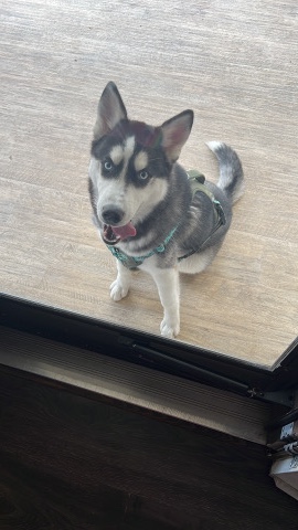 Siberian Husky – Husky for sell