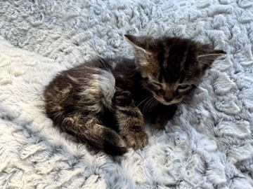 All - kittens available for adoption in Vancouver