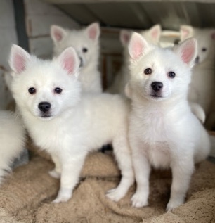 American Eskimo Dog – Eskimo Spitz Females
