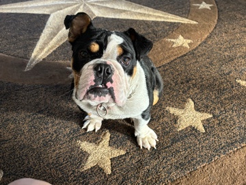 Olde English Bulldogge – English Bulldog Male – Grand Saline