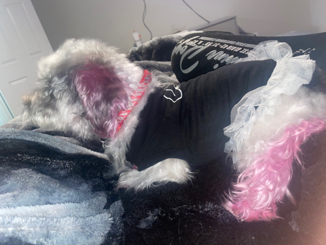 Sporting Lucas Terrier – Sporting Lucas Terrier