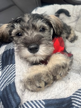 Miniature Schnauzer – schnauzer puppies for sale.