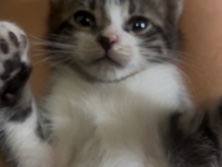 white and tabby – Brooksville