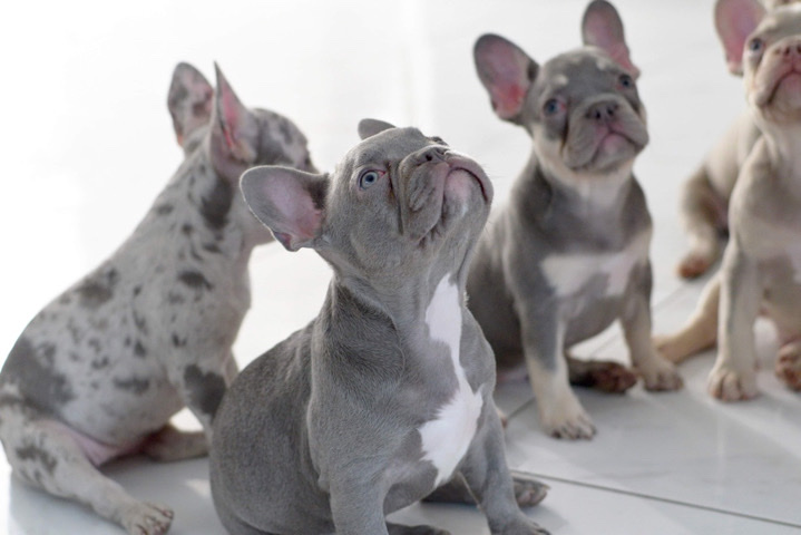 French Bulldog – French Bulldog Puppy