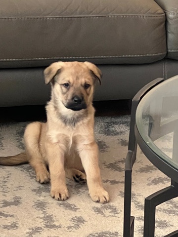 Rottweiler – 8 weeks male mixed Germen shepherd & Rottweiler m