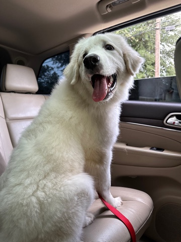 Great Pyrenees – Great Pyrenees