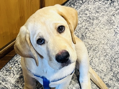Labrador Retriever – Yellow Lab Puppy – Olympia
