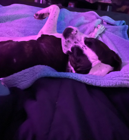 American Pit Bull Terrier – free to good home