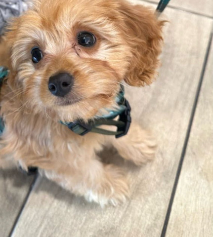 Cavapoo Puppy for sale