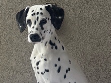 Dalmatian – dalmatian puppy – Rocklin