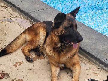 German Shepherd – german shepherd – Newman