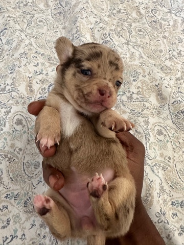 Chihuahua – Very cute Merle Chihuahua looking for a new home .