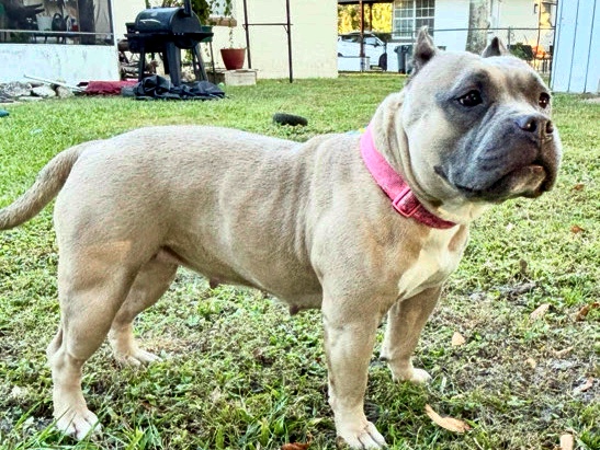 American Pit Bull Terrier – Rehome - sweet sweet Harli is searching for her hooman – Longwood