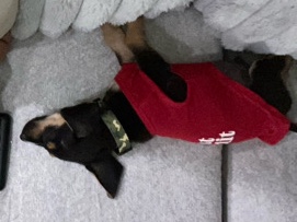 Beagle – Tony the Beagle