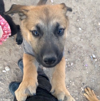 Labrador Retriever – German mix