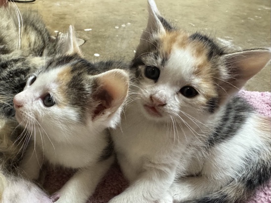 Kittens for adoption – Sacramento