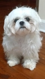 Shih Tzu – Snow white Shih Tzu