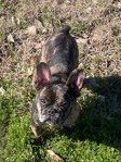 French Bulldog – French bulldog
