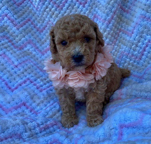 Poodle – AKC Olivia