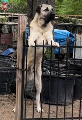kangal puppies 🐶