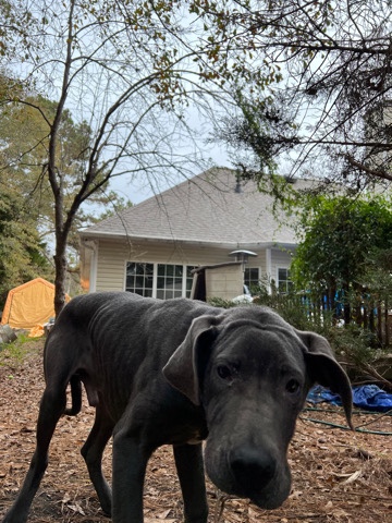 Great Dane – Great Dane