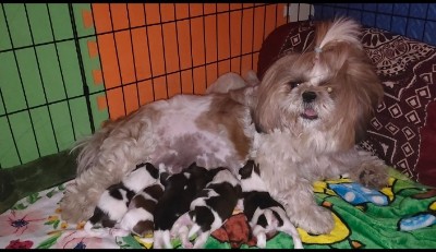 Shih Tzu - Shih Tzu puppies  available for adoption in New Delhi