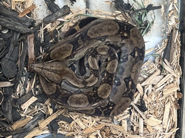 snake – boa constrictor