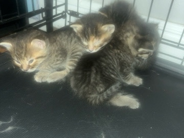 Adopt Siberian Kittens need homes adoption in Palmdale, CA, United States