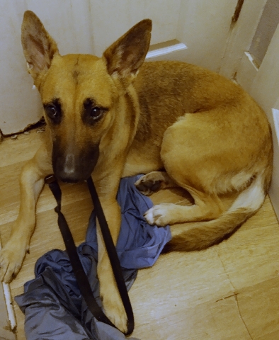German Shepherd – Sweetie 🧡Nugget Fem Germ/Shep