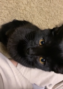 Bombay – 2 adorable cats need a home asap