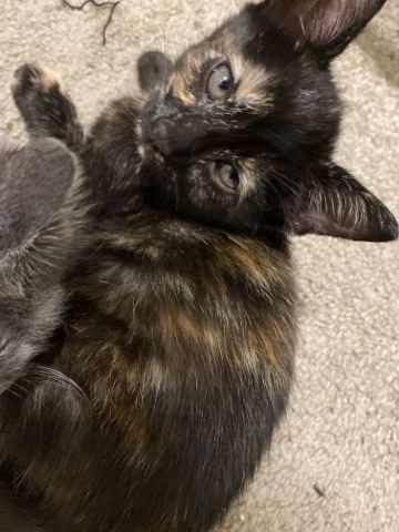 Persian (Modern) – Selling kittens