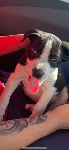 American Pit Bull Terrier – Pitbull Blue Nose Puppy