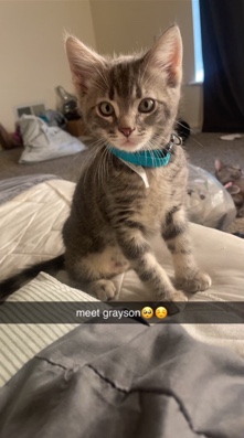 American shorthair Boy kitten