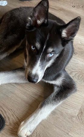 Siberian Husky – Bear Needs a New Home ASAP