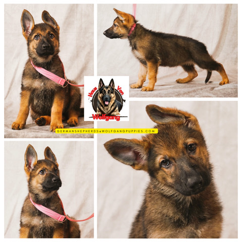 German Shepherd – German Shepherd Puppy