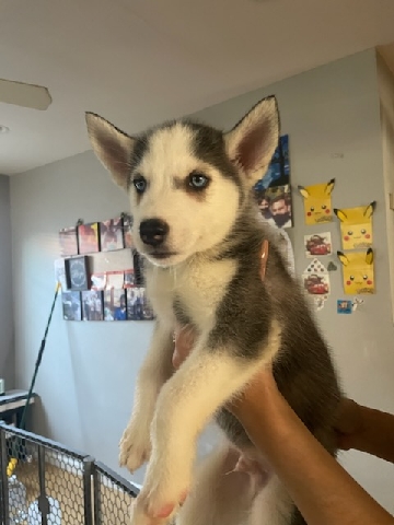 Siberian Husky – Pure Bred huskies