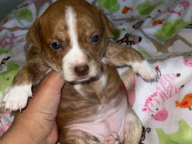 Chihuahua – Chipit Puppies