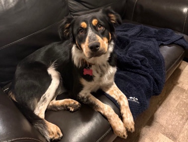 Australian Shepherd – Australian Shephard Mix – Aubrey