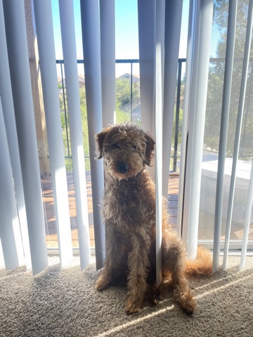 Labrador Retriever – F1B Labradoodle