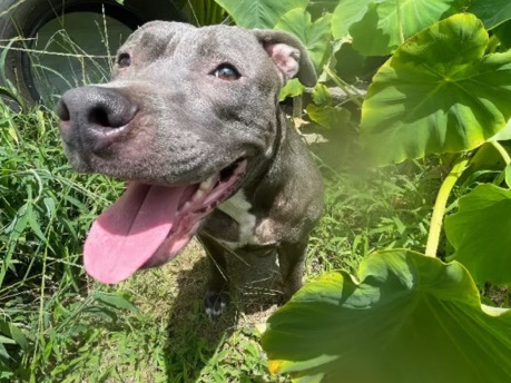 American Pit Bull Terrier - Meet rara (aurora-Your new best friend 🐾 available for adoption in Chesapeake